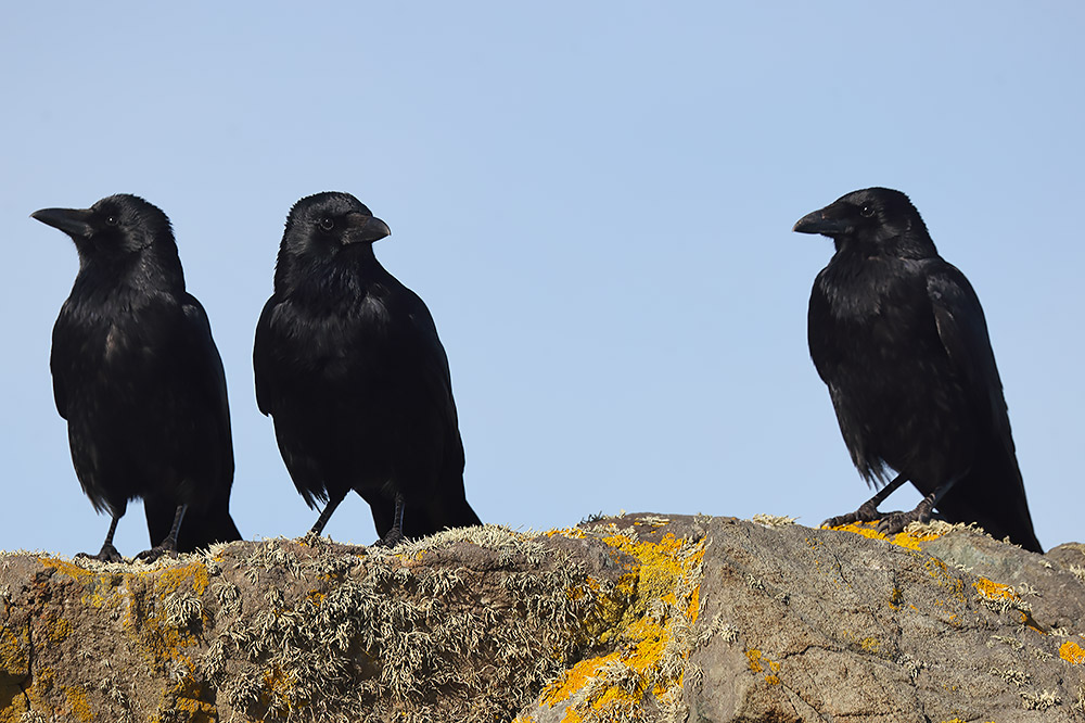 Carrion crows